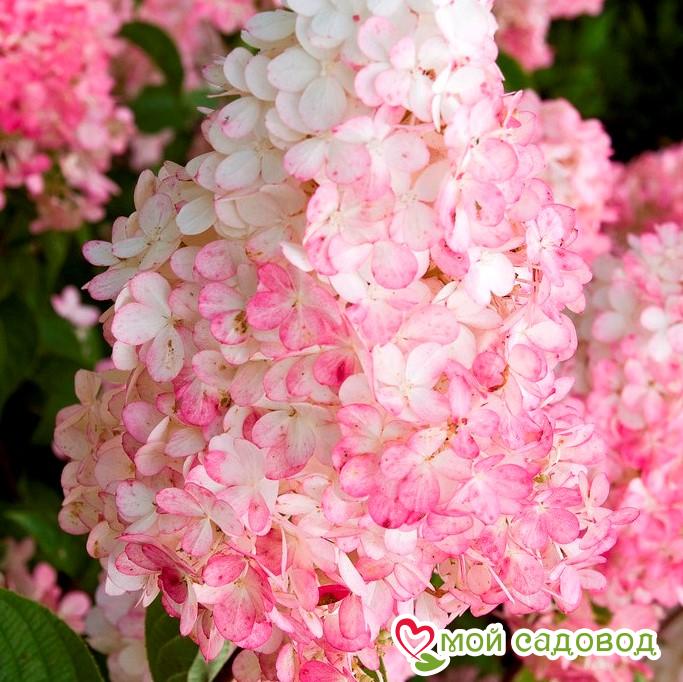 Гортензия Ванила Фрайз ЗКС