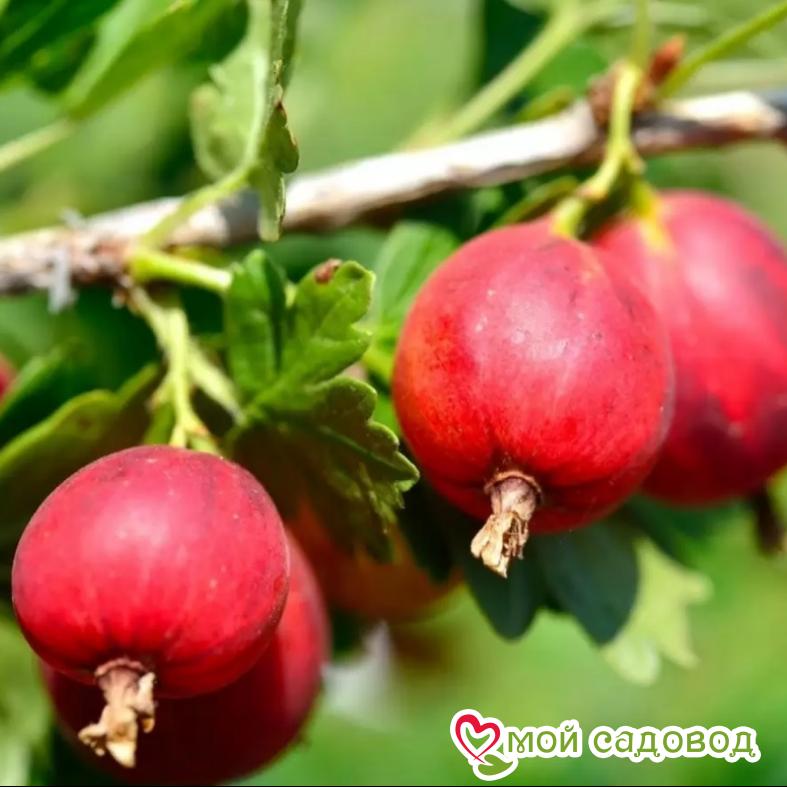 Крыжовник Сеянец Лефора