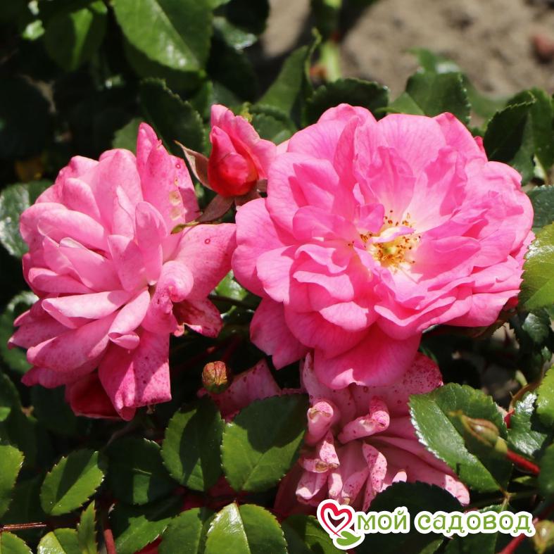 Роза Пальменгартен Франкфурт