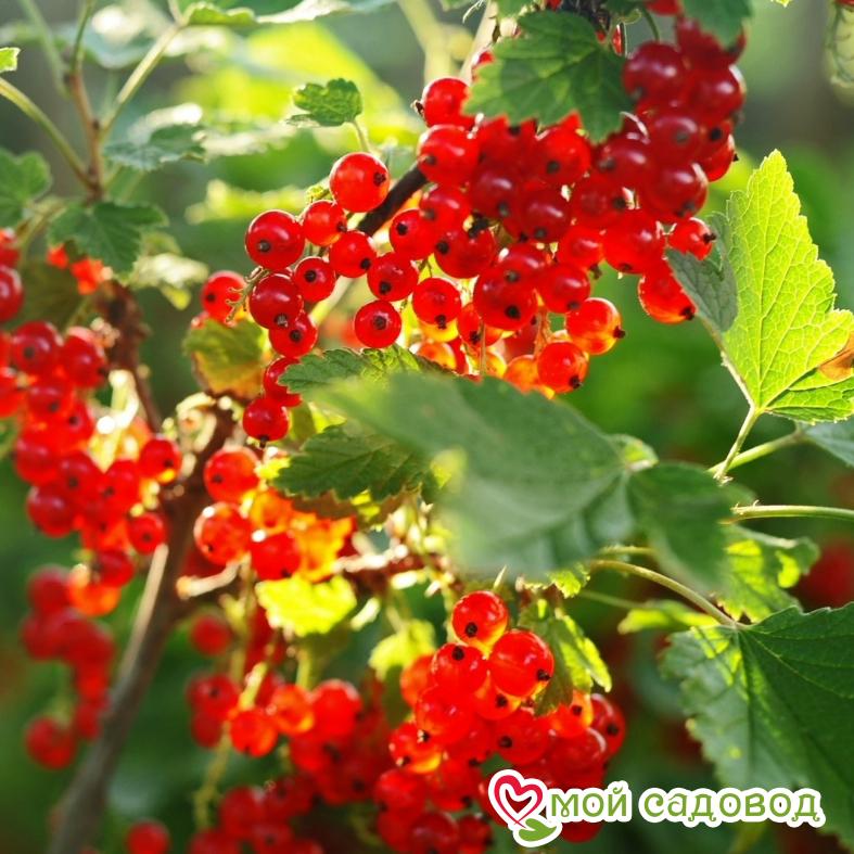 Красная смородина Святкова