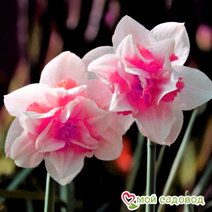 Нарцисс Розовый крупноцветковый