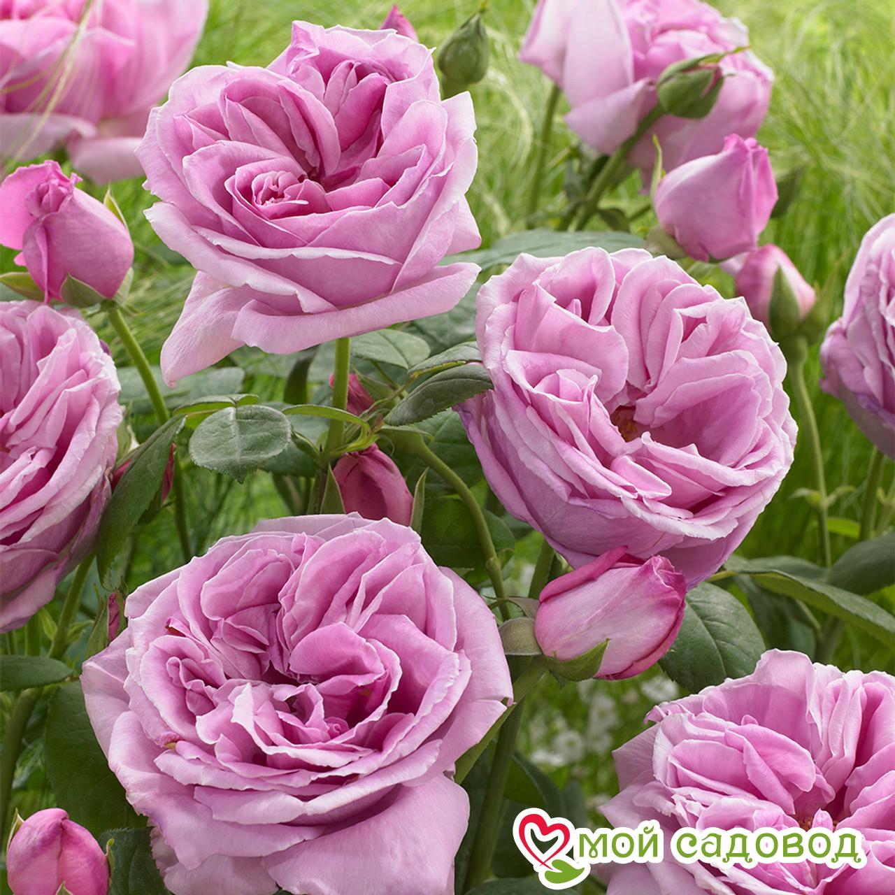 Роза чайно-гибридная Блю Парфюм