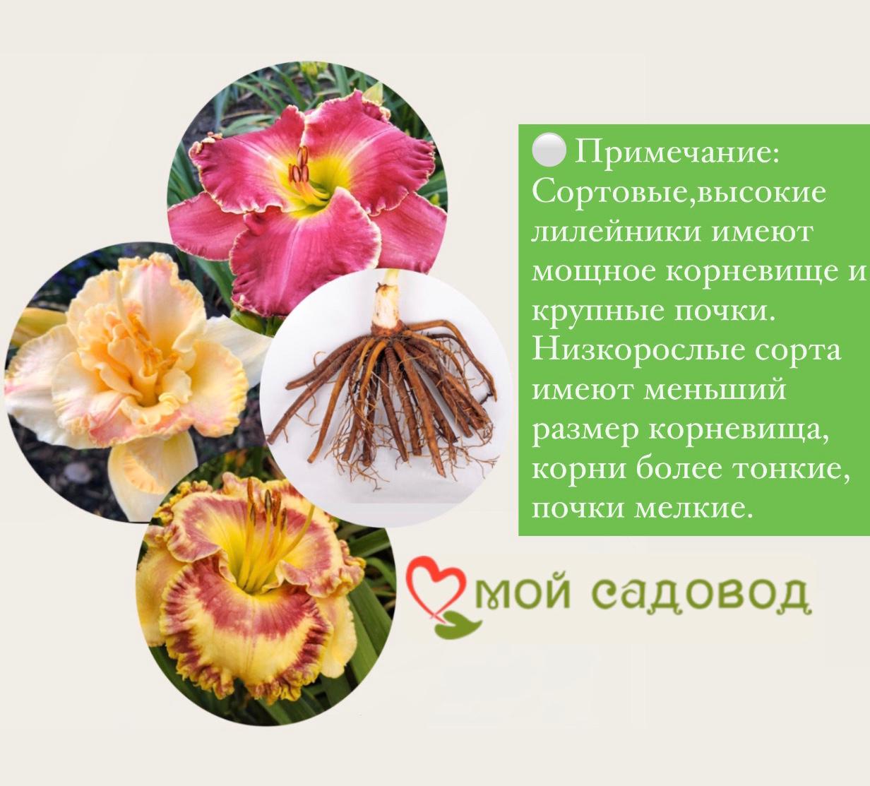 Лилейник Кристмас Из