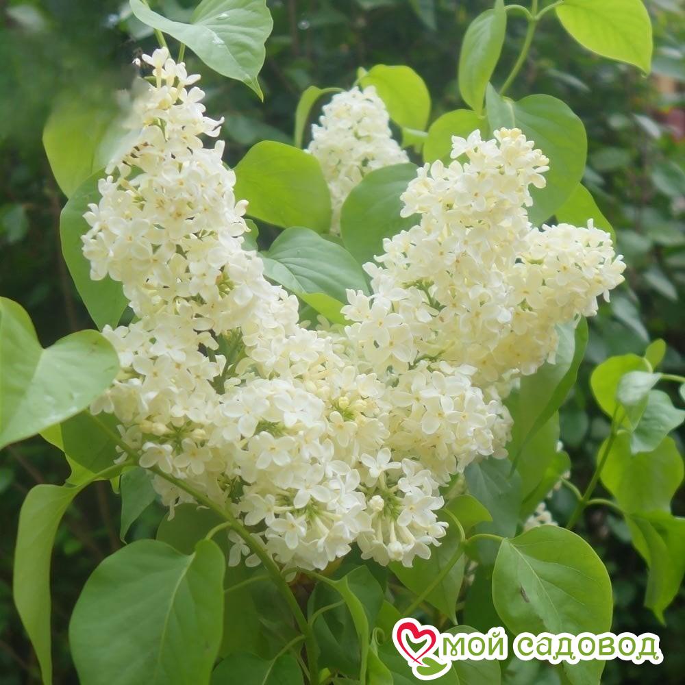 Сирень Примроуз (Primrose)