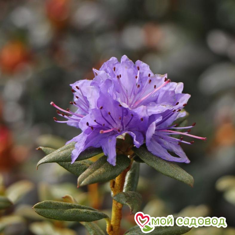 Азалия/Рододендрон краснеющий Лауретта