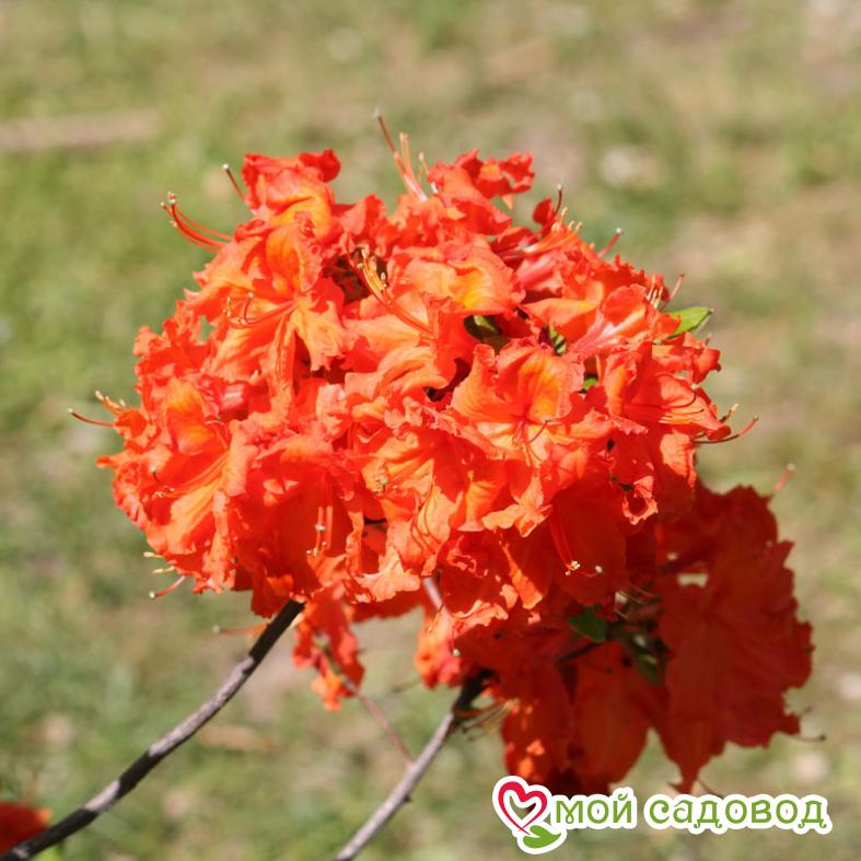 Азалия/Рододендрон листопадный Мандарин Лайтс