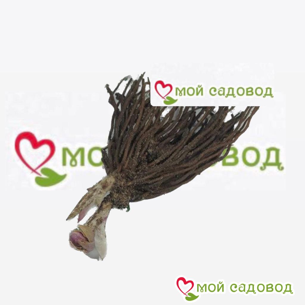 Морозник Вайт