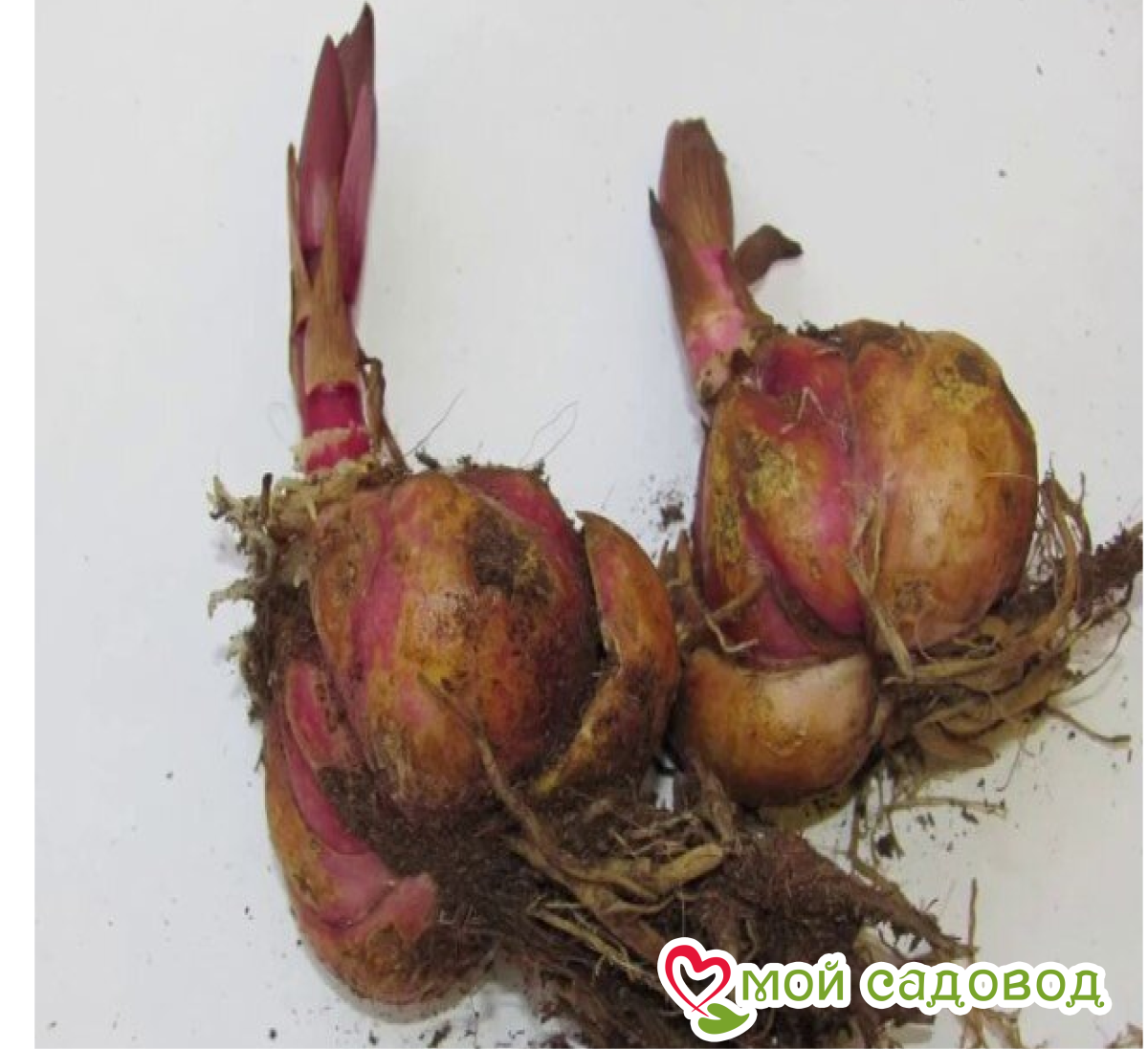 Лилия Коралловый рай